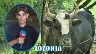 - MIRVET ALAGIC STOCARSTVO BIKOVI BODACI FAJTOVCI 2020 SANSKI MOST