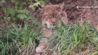 Top Ten most dangerous wild cats 🐈 