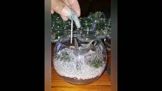 Mini Sacculent Terrarium ( Cyanotis Somaliensis )