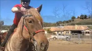A Day In The Life Of A Mounted Police Training Officer