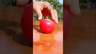 Satisfying Apple Slicing ASMR #fruitslicing #appleslicing #asmr #satisfying #shorts #applecutting