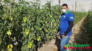 TOMATE GUARÁ ( Produtor: Francisco Filho)