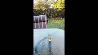 My backyard visitors