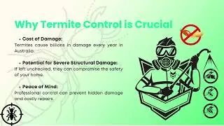 Expert Termite Control Services in Gold Coast