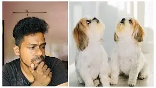 Pet Cloning the new hot trend !