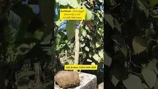 കോഴിക്കോട് മണാശ്ശേരി 13 സെന്റ് പറമ്പ് - ഹൌസ് പ്ലോട്ട്  House Plot For Sale Kozhikode Manashery