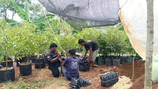 Minggu, 18 Jan 2026 oper planterbek 35*35 ke planterbek jumbo