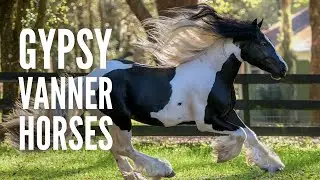 Gypsy Vanner Horses: Breed Profile, Facts and Care