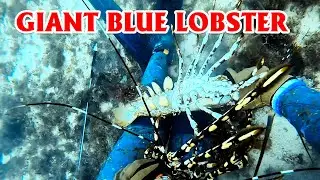 Diving into the sea to catch giant blue lobsters |Aqua Quest #diving #dive #lobster #sea