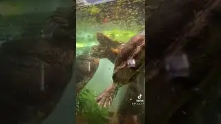 Vallisneria vs Red Eared Sliders #pets #turtle #petturtle #redearedslider #turtletank #aquaticturtle