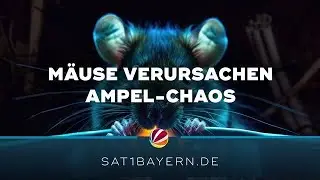 Ampel-Chaos in Vilshofen: Feldm&auml;use bei&szlig;en Kabel durch