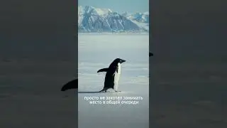 Важный этап тестирования биометрических сервисов на пингвинах ✔️🐧