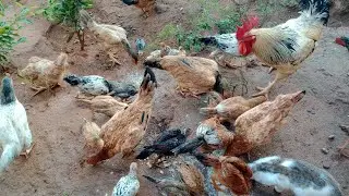 Como criar galinha saud&aacute;vel 