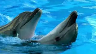 Dolphins Sounds | Relaxation Music for Children