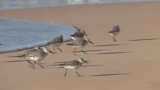 Sanderlings (Calidris alba) 4K