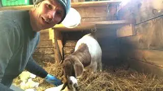 Baby Goat - Our First @ The Hagon Jones Homestead