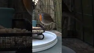Little Snarfler 💚#robin
