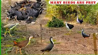 A flock of birds hunting | Bird catching trap | Bird hunting trap | Bird hunter | Bird trap | Birds