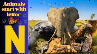 Animals Starting With N| Learn Animal Words That Start With Letters N #animals