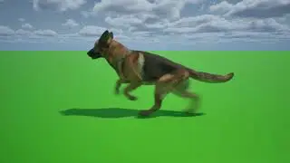 dog running to find owner