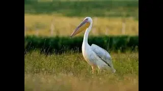 top 5 pelican locations
