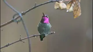 interesting facts about Hummingbird smallest bird in the world