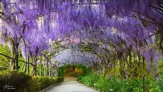 Beautiful Relaxing Music, 