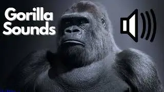 Gorilla Sound Effects (Roar / Grunt) | No Copyright | Free