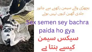 sex semen technology / conception rate of sex semen / sex semen sey bachra kiyu paida hota hy