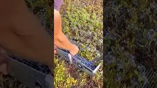 Manual Blueberry Harvesting with a Hand Rake #shorts