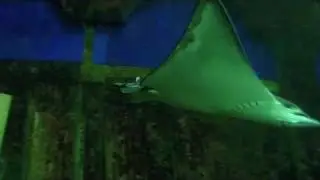 'Swift-flying' Underwater 'Birds'  Stingrays