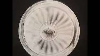 Phoenix Jig - Fume