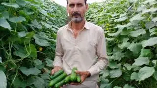 High profit off-season insects net cucumber tunnels farming || Cucumber tunnels farmingn