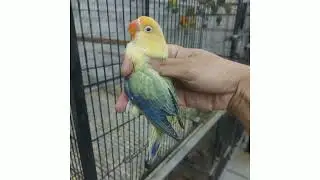 Albino Redeyes | Parblue | Decino | Best lovebird pairing 2022