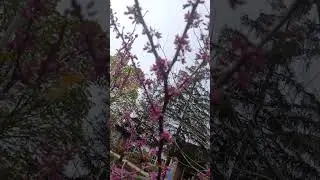 City of Toronto Blooms