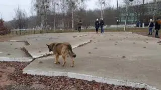 Chernobyl dogs and Pripyat cat