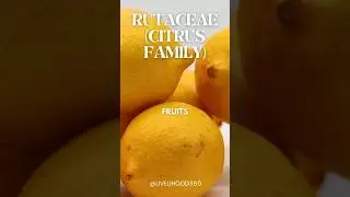 Rutaceae Family (Citrus Family)