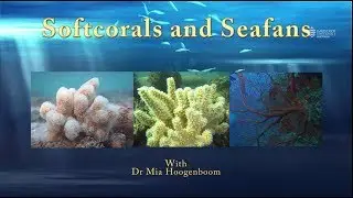 Learn about soft corals and seafans - JCU Classroom on the Reef