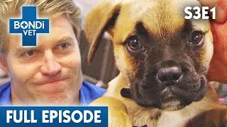 Open-Heart Surgery is Rescue Pup's Last Chance 💔 | Bondi Vet Season 3 Ep 1 | Bondi Vet Full Episodes