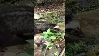 hujan reda waktunya cici main
