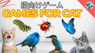 猫向け3Dゲーム 🎮 Cat TV 🐱 [Bird Flying Loop] | 3D HD フルエンターテインメント