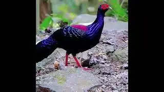 Swinhoe pheasant | #shorts