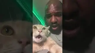 What in the name of Jesus #cat #catproblems #catfunny #funny #cattime #comedy #catstime