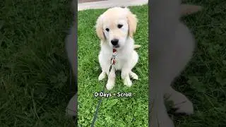 How long? 🥺❤️ #cutedog #doglove #puppy #dog #love #petshub #shorts #doglover #dogshorts #cutepuppy