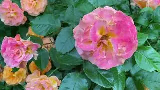 ASMR Peaceful Garden: flowers, insects, animals, gardening. From spring to autumn