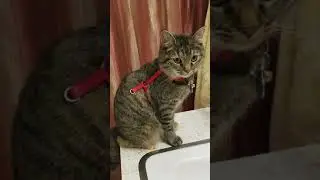 PetSafe SSSCAT Pet Repellent -- She's not fazed.