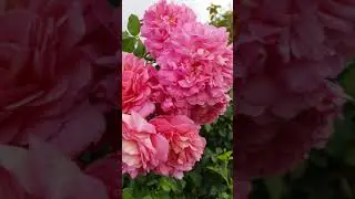 EDROSES/Роза 🌹Кристофер Марлоу