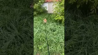 #сибаину #мойхатико #собака #смешныевидео #хатико #хати