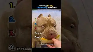 Ranking Funniest Dog Eating Moments 🐶😂