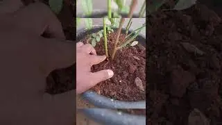 ✨ Getting rid of sucker branch | Rose plant✨